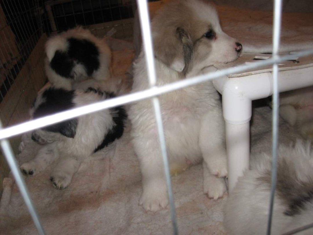 Sharon Drube's album, Zira and the Shakespeare pups