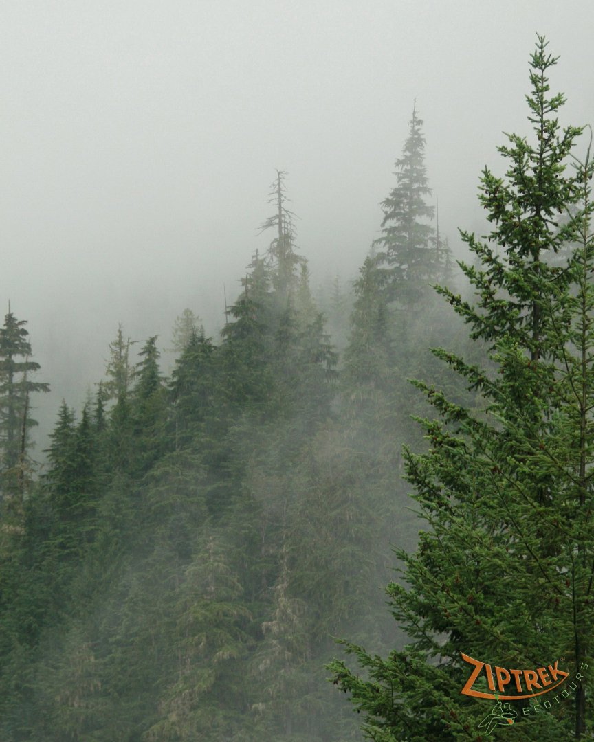John Ackert's album, Whistler Vacation 2011