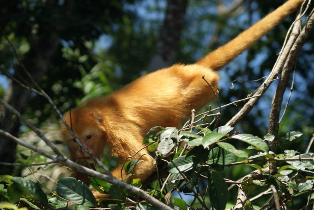 Golden Howler Monkey-Nicaruga