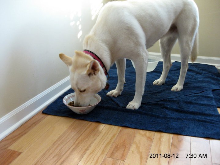 Steve Shaw's album, August 12, 2011 Chevy and Bella Spend the Weekend