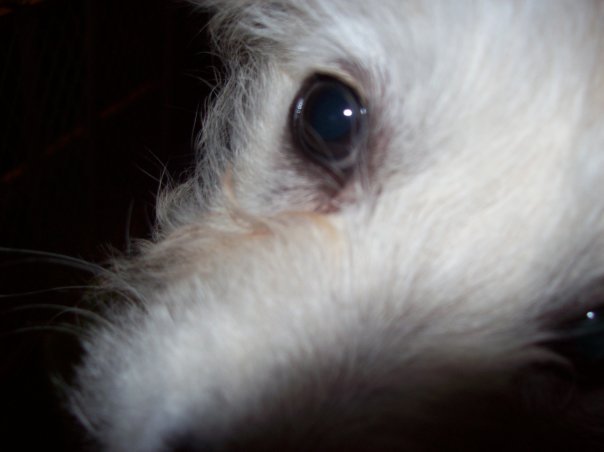 Beva Norton's album, Cover Photos