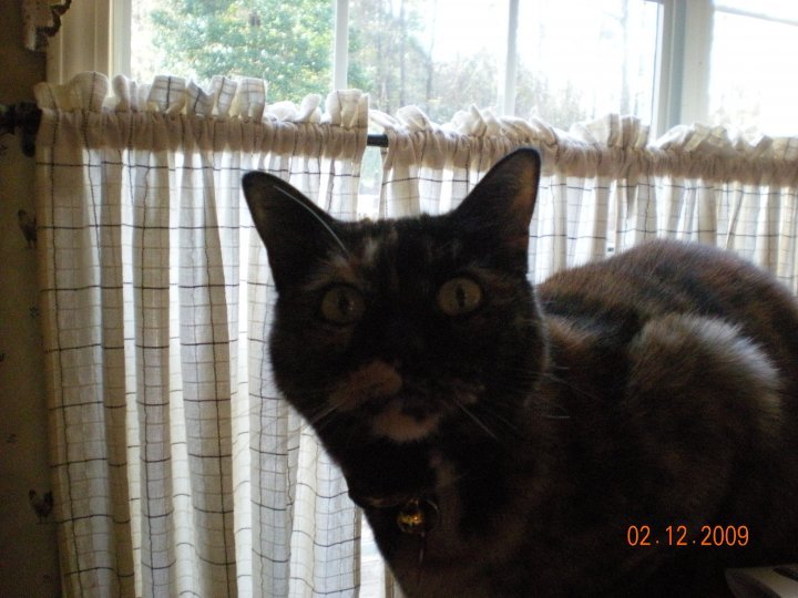 Kristy Schumacher's album, my furry friends