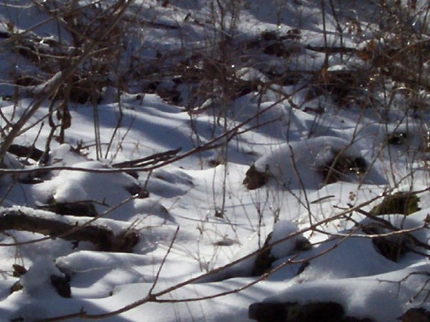 Mark Cagle's album, 2010 winter