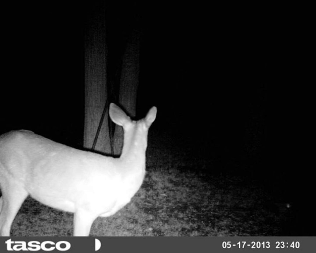 Sandra Jobe's album, wildlife in front yard