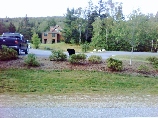 Mark OBrien's album, Waterville Valley