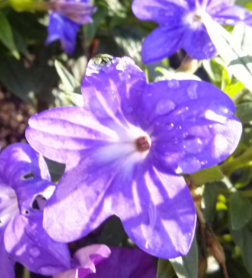 michael allerton's album, Mobile Uploads