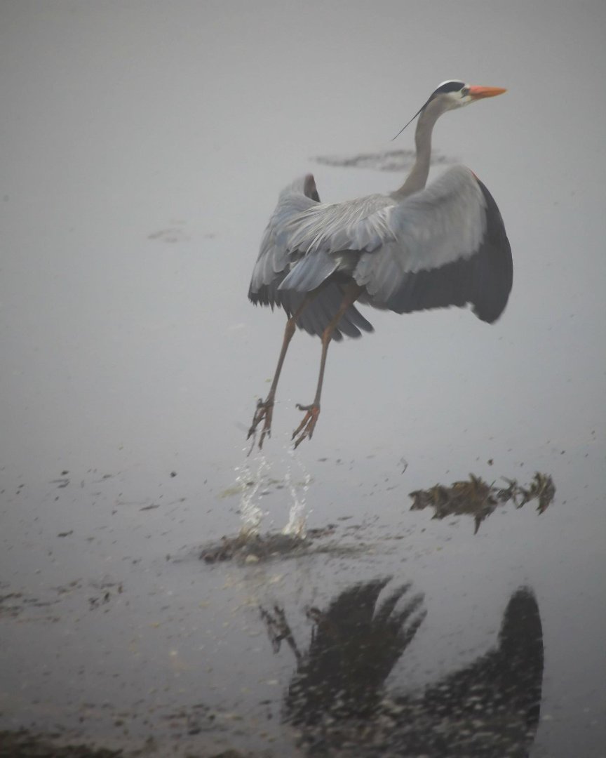 Mark Gorin's album, Great Blue Herons