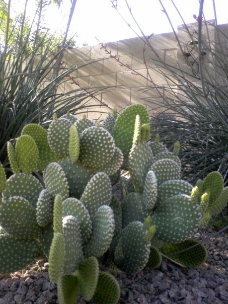 Greg Morris' album, Desert Fauna