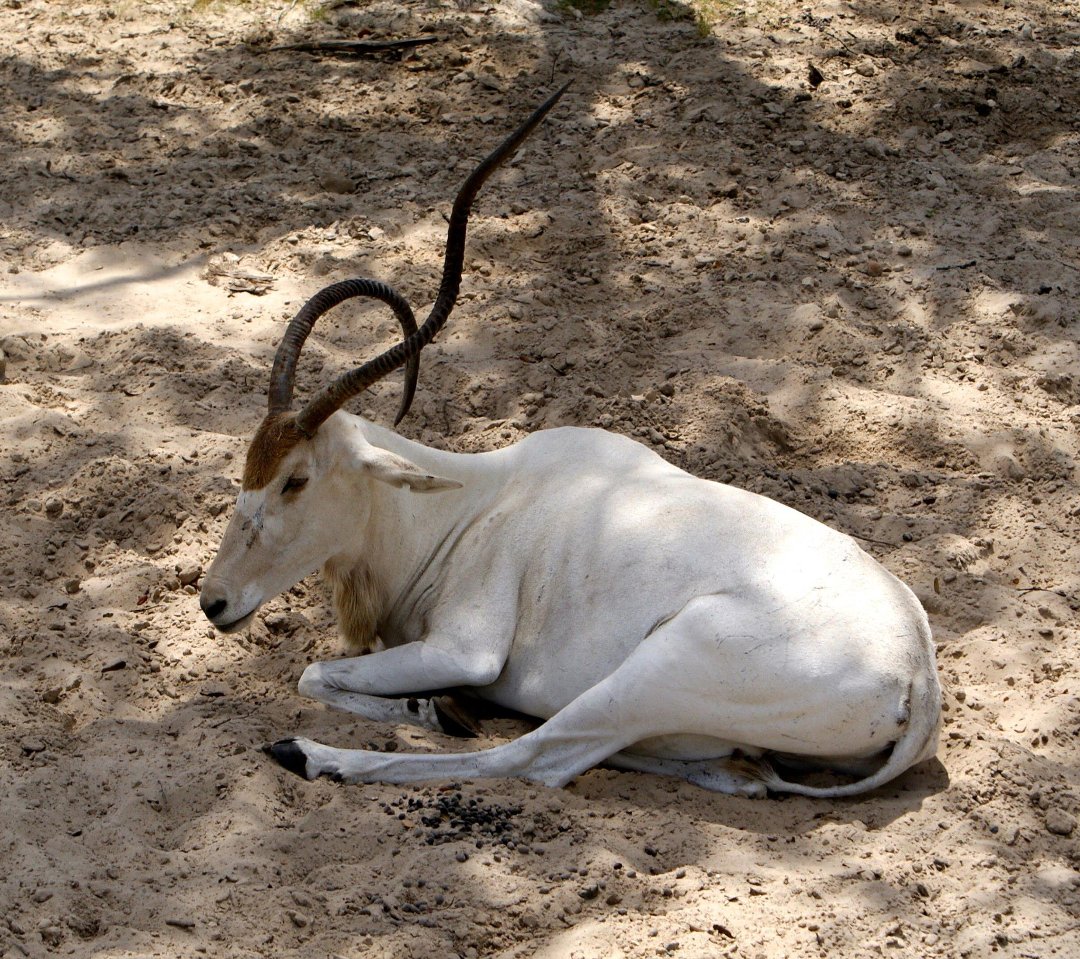 Jon Cluff's album, Busch Gardens Safari