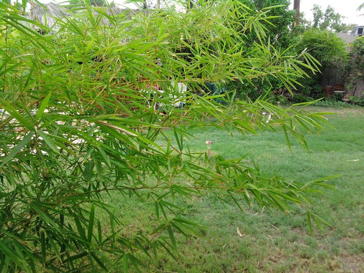 Bob Raymond's album, Bamboo