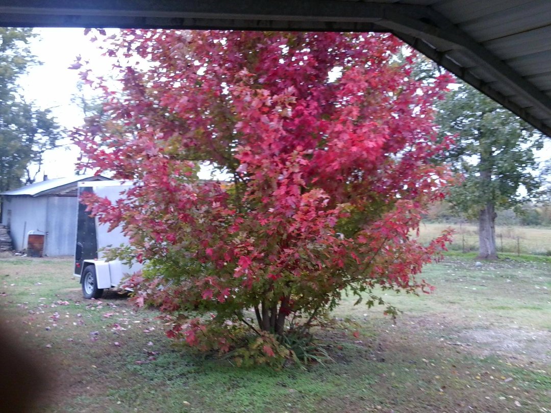 Sherry Vaught's album, Mobile Uploads