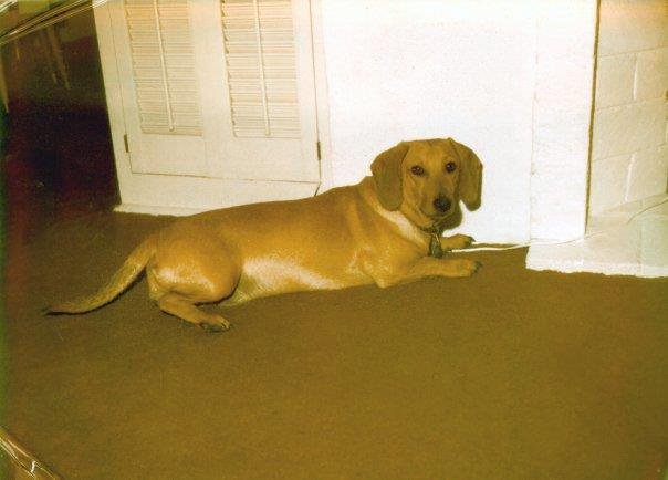Jim Holmes' album, My Dogs