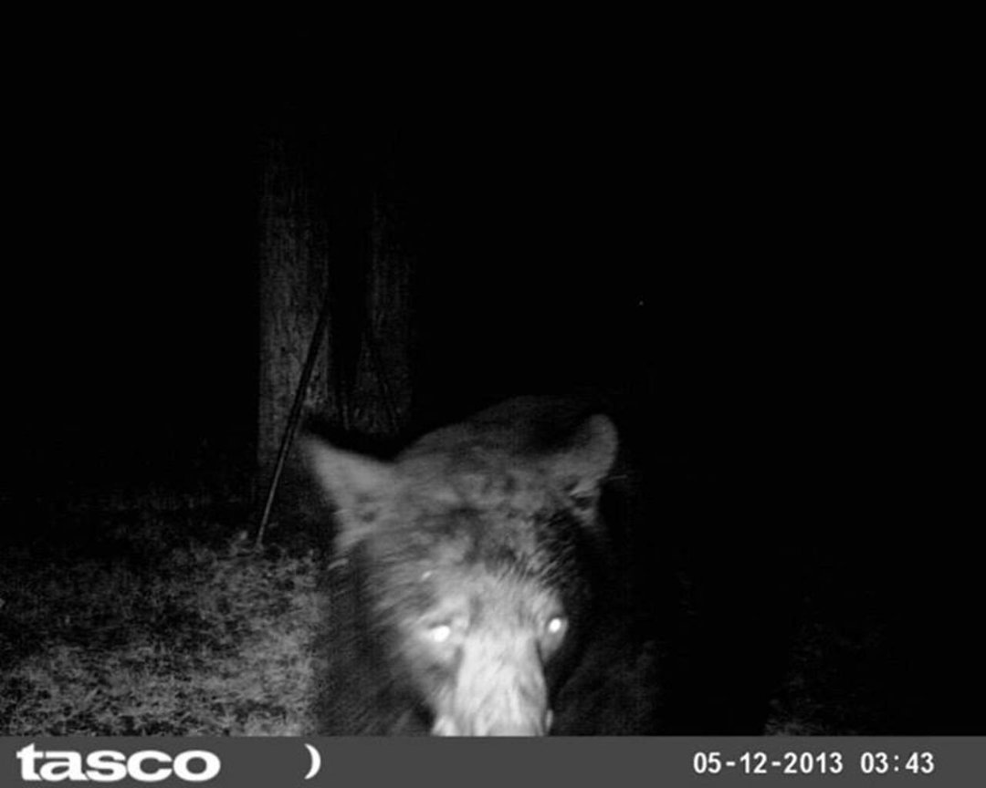 Sandra Jobe's album, wildlife in front yard