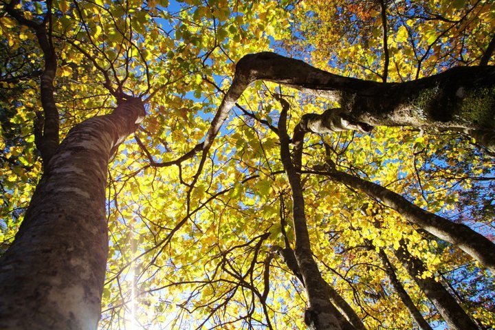 John Turner's album, 2010-10 Blue Ridge Pkwy