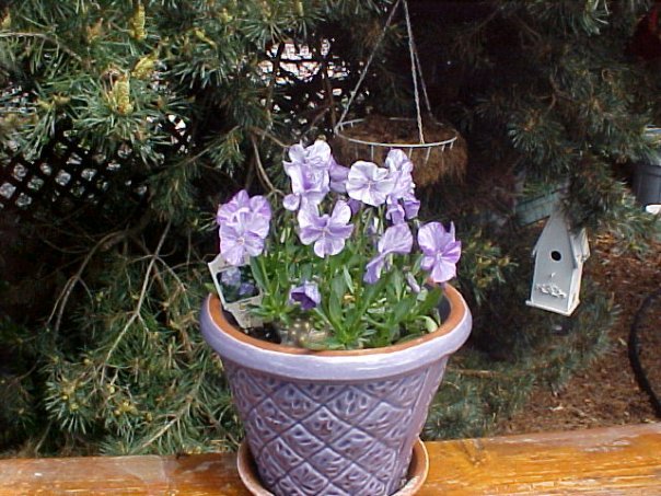 Barbara Kent's album, Yard Pictures