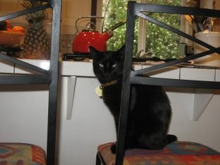 Janine Novak's album, Pets