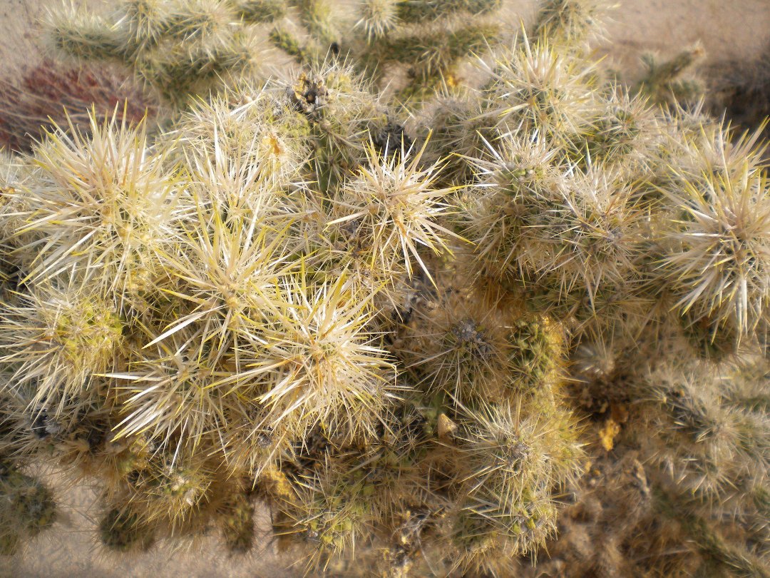 Dan Crouch's album, Palm Springs