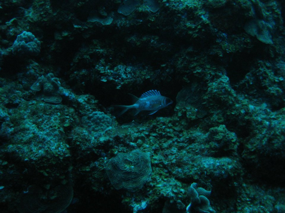 Monica Braley's album, Cozumel March 2012