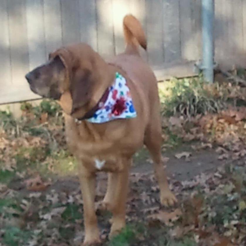 Ginger Christian's album, Profile Pictures