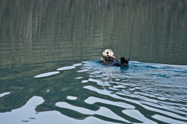 Alan MacKellar's album, First Shots Seen in Alaska: May, 2009