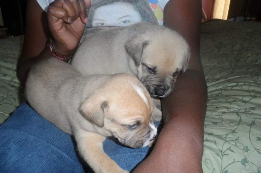 Wendall Galloway's album, Pitt Bull Puppies for sale $250 - Born June 12, 2012