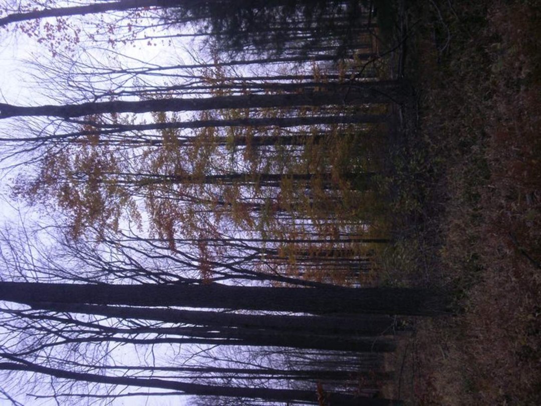 Laura Vickers' album, Potter Fall 2010