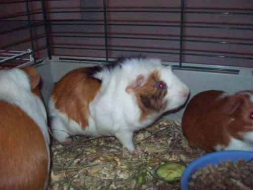 Patchie Poochie's album, Profile Pictures
