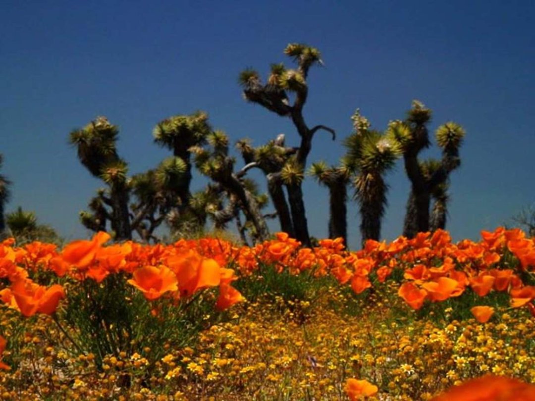 Carol Ann Nations' album, Cover Photos