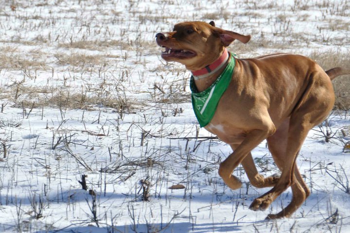 Vicki Chazan's album, Snow Day