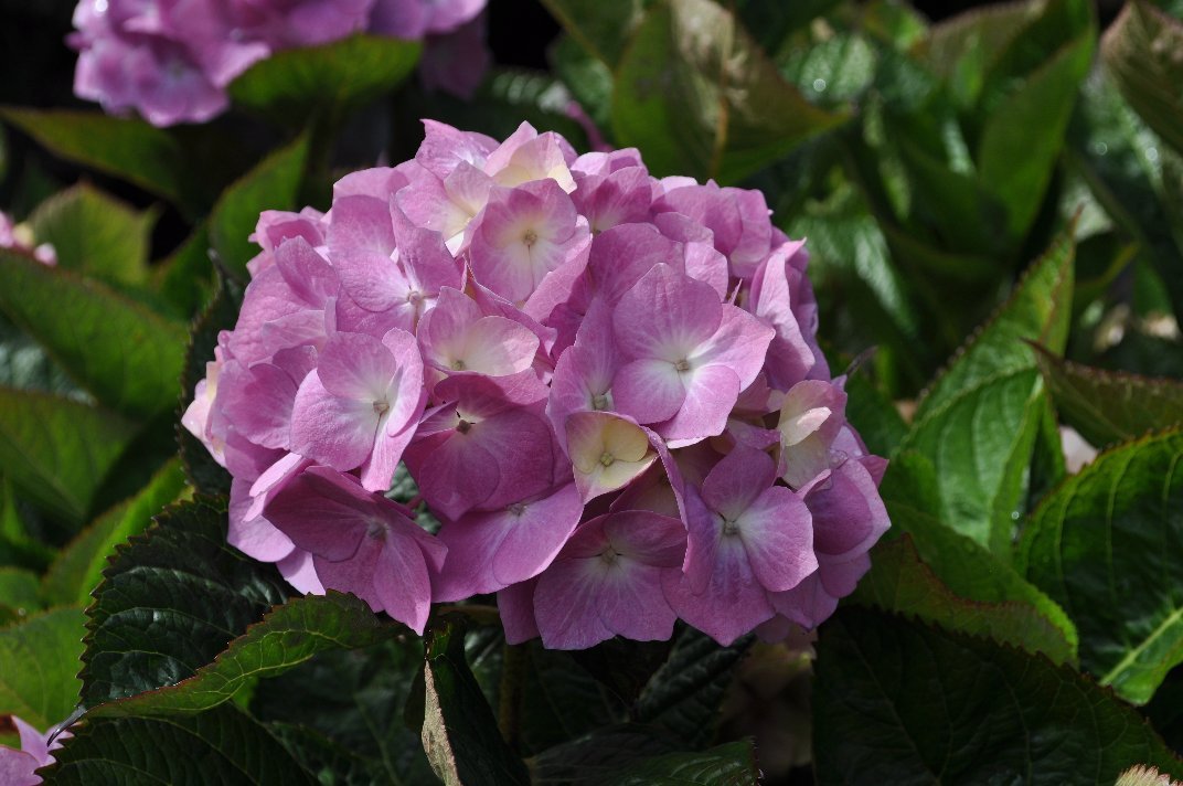Donna Rutherford's album, San Francisco 2010