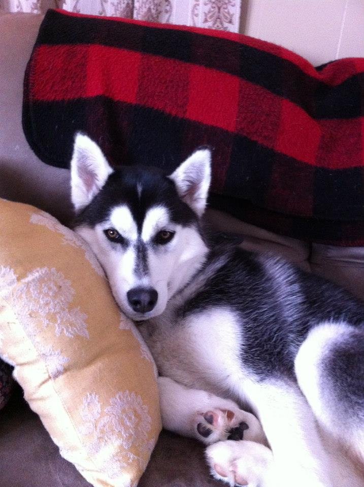 David Childers' album, Kody our new puppy