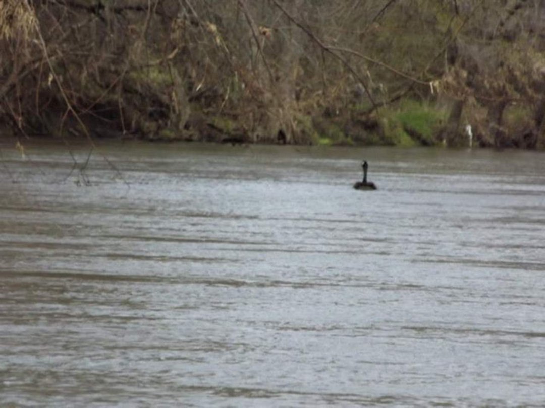 Daryl Bennett's album, kayaking 4-26-2013