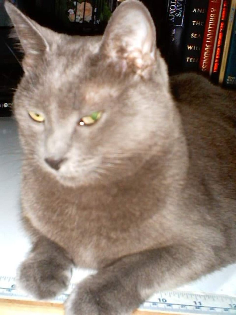 Judy Whiteman's album, Profile Pictures