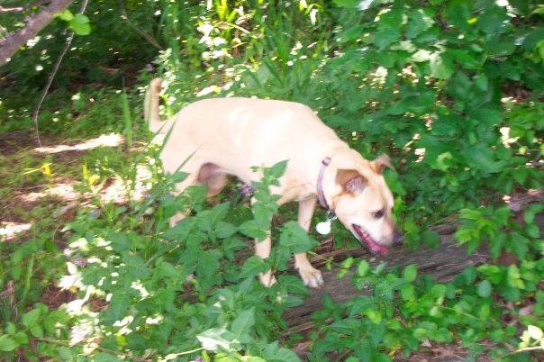 William Hartz's album, My Pets