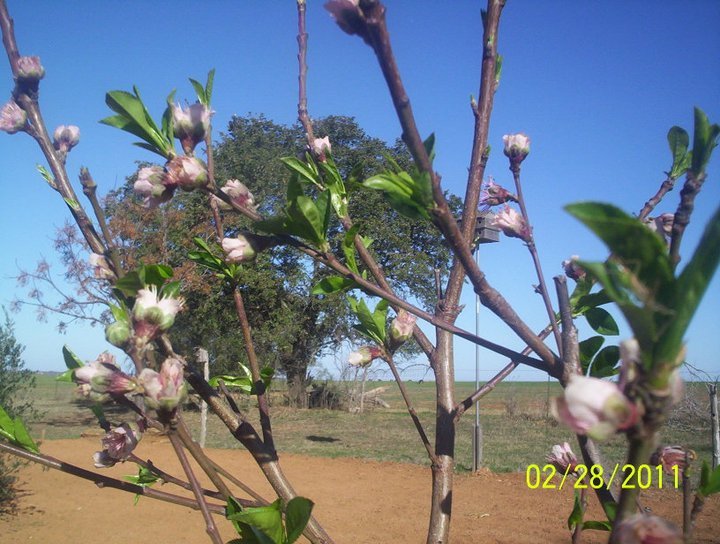 Sandy Shodeen's album, Garden Party for 2011 (Feb-Mar)