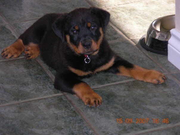 Nancy Calla's album, Bella , (new family addition)