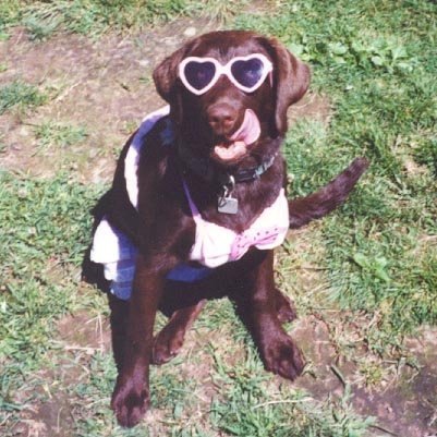 Terry Moses' album, Doggies
