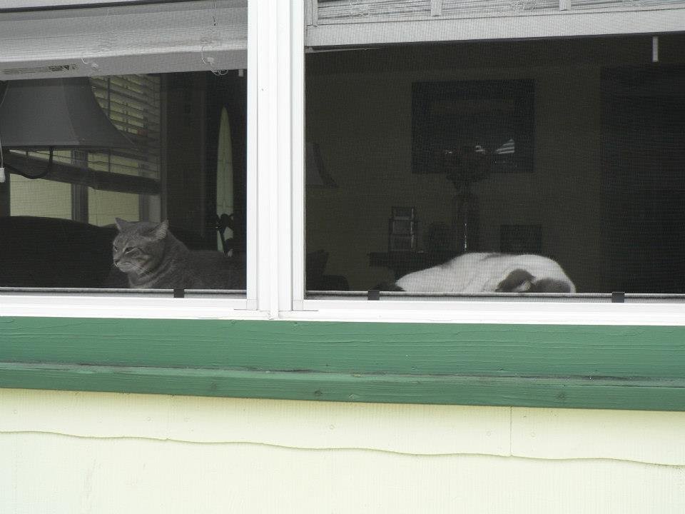 Peter Hibbard's album, Our Cats