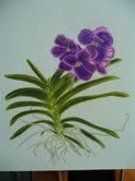 Susan Miller's album, Susan Miller's Artwork