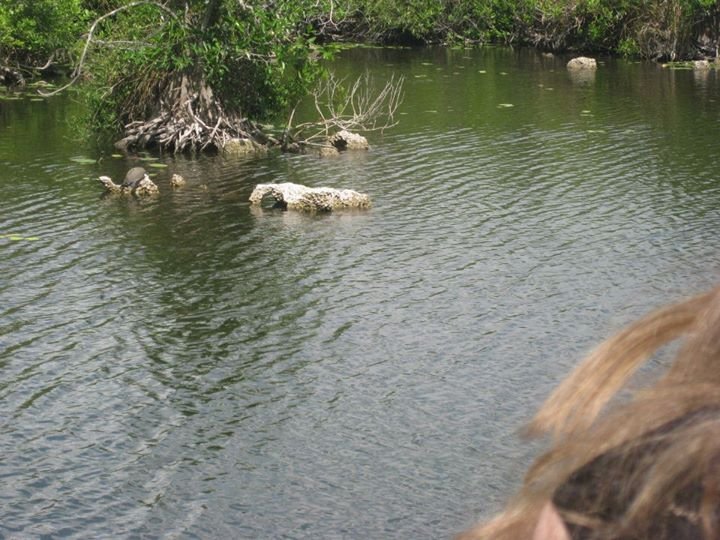 Julia Gallagher's album, Florida Everglades 2012