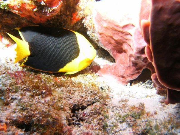 Marc Margolis' album, Scuba 2008