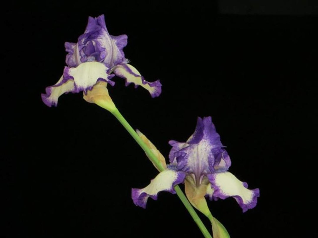 Tom Gard's album, pictures of flowers