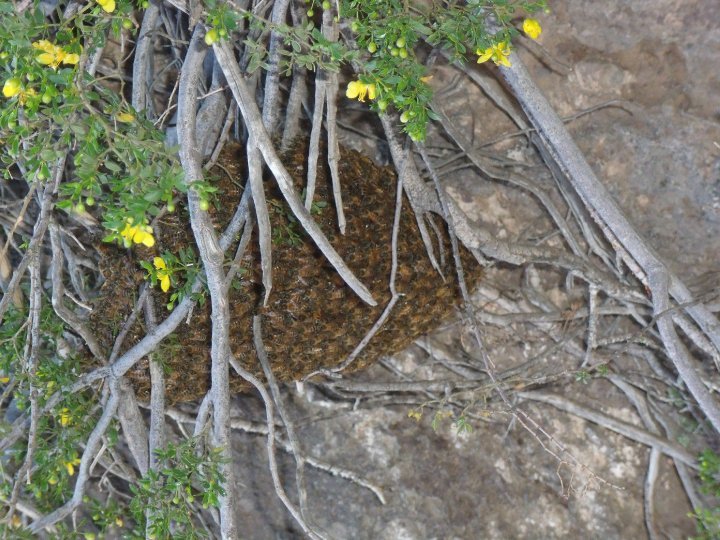 Robert Stevens' album, Picacho_Peak Hike