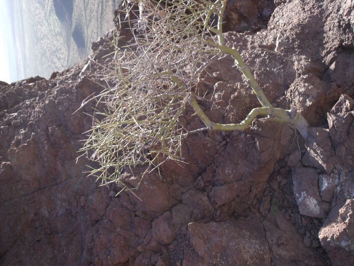 Robert Stevens' album, Picacho_Peak Hike