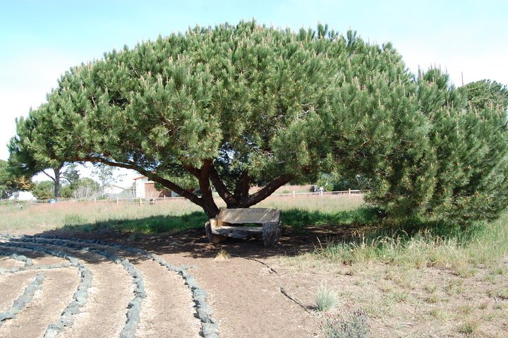 Ted Roter's album, los osos