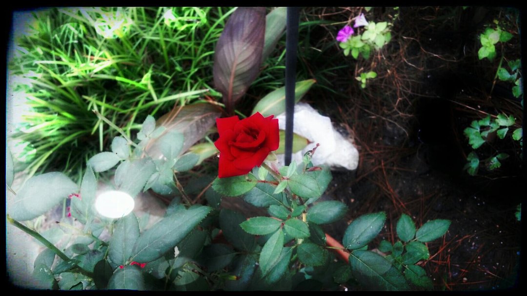 Suzanne Metcalf's album, Mobile Uploads