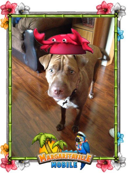 Joyce Cheney's album, Margaritaville Mobile Photos