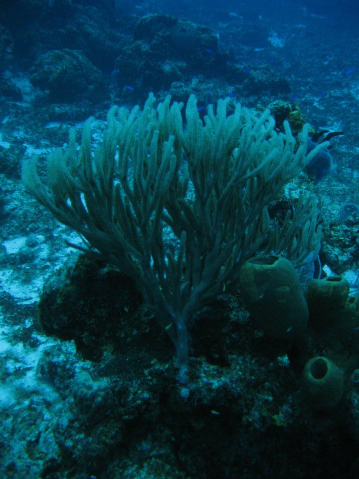 Monica Braley's album, Cozumel March 2012