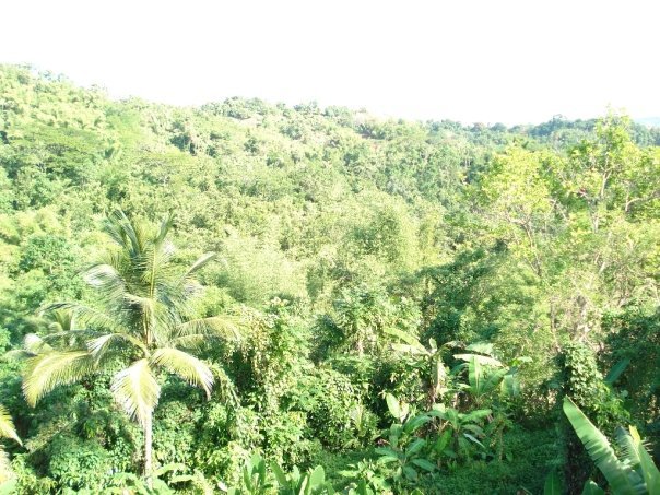 Dion White's album, jamaica