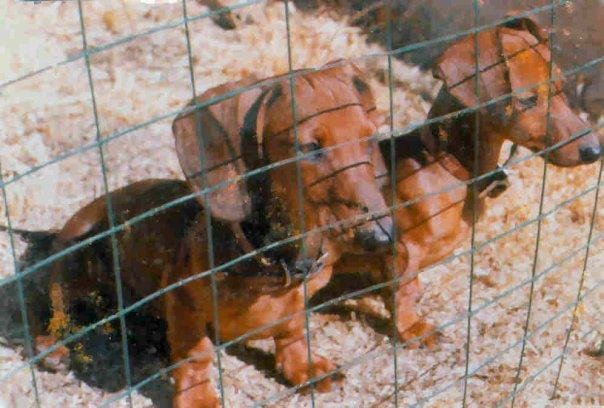 Jim Holmes' album, My Dogs